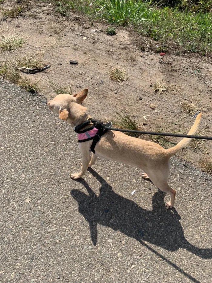Cachorro raça SRD-ViraLata idade 3 anos nome Aurora