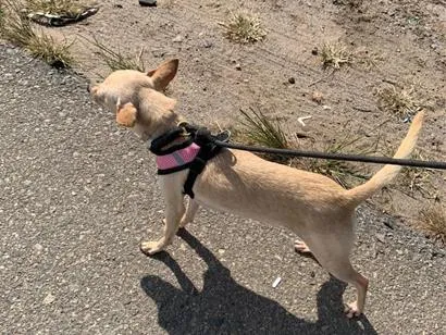 Cachorro raça SRD-ViraLata idade 3 anos nome Aurora