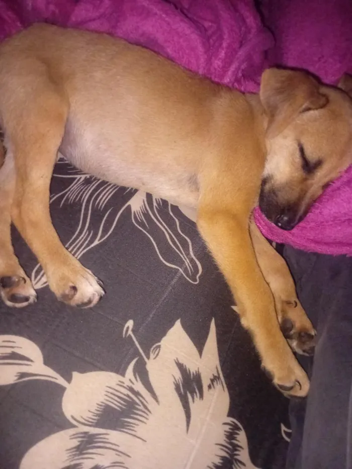 Cachorro raça SRD-ViraLata idade 7 a 11 meses nome mel