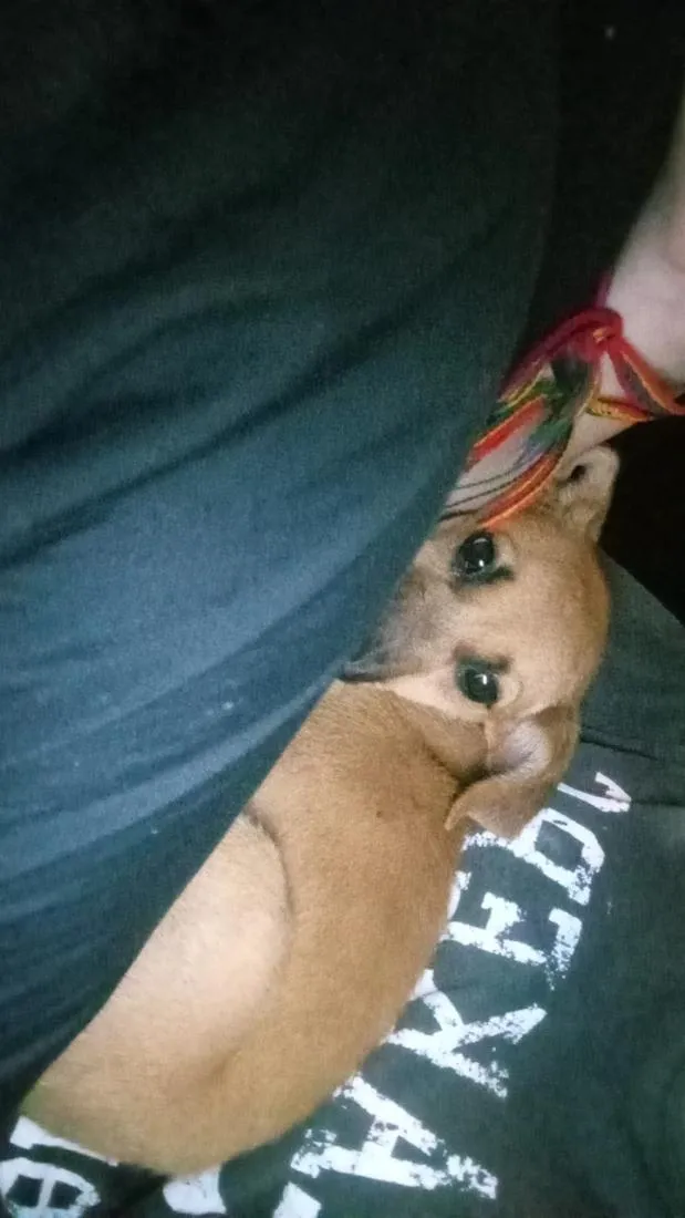 Cachorro raça SRD-ViraLata idade 7 a 11 meses nome mel