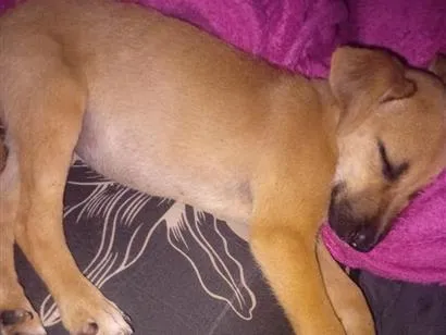 Cachorro raça SRD-ViraLata idade 7 a 11 meses nome mel