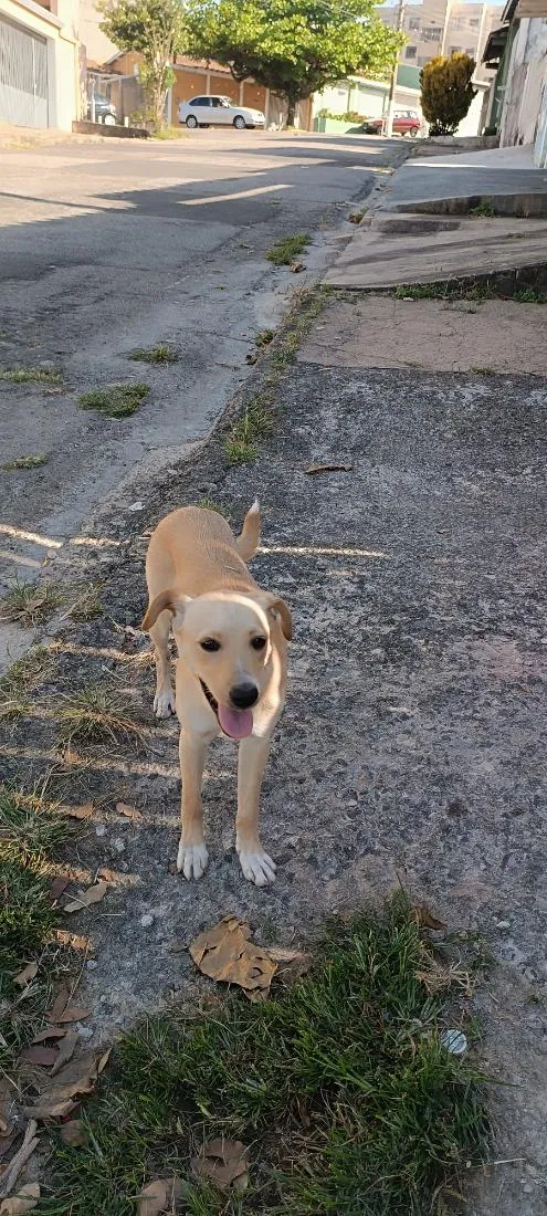 Cachorro raça SRD-ViraLata idade 7 a 11 meses nome Lia 