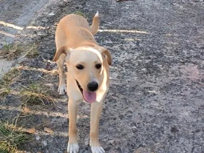 Cachorro raça SRD-ViraLata idade 7 a 11 meses nome Lia 