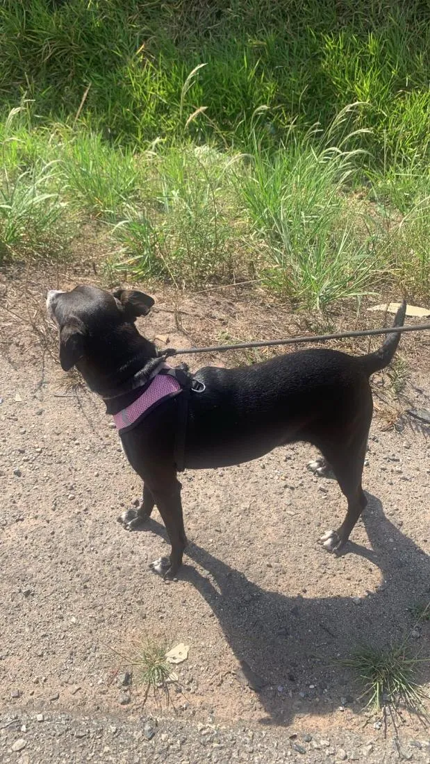 Cachorro raça SRD-ViraLata idade 6 ou mais anos nome Pretinha