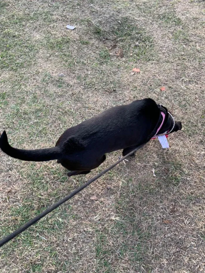 Cachorro raça SRD-ViraLata idade 6 ou mais anos nome Pretinha