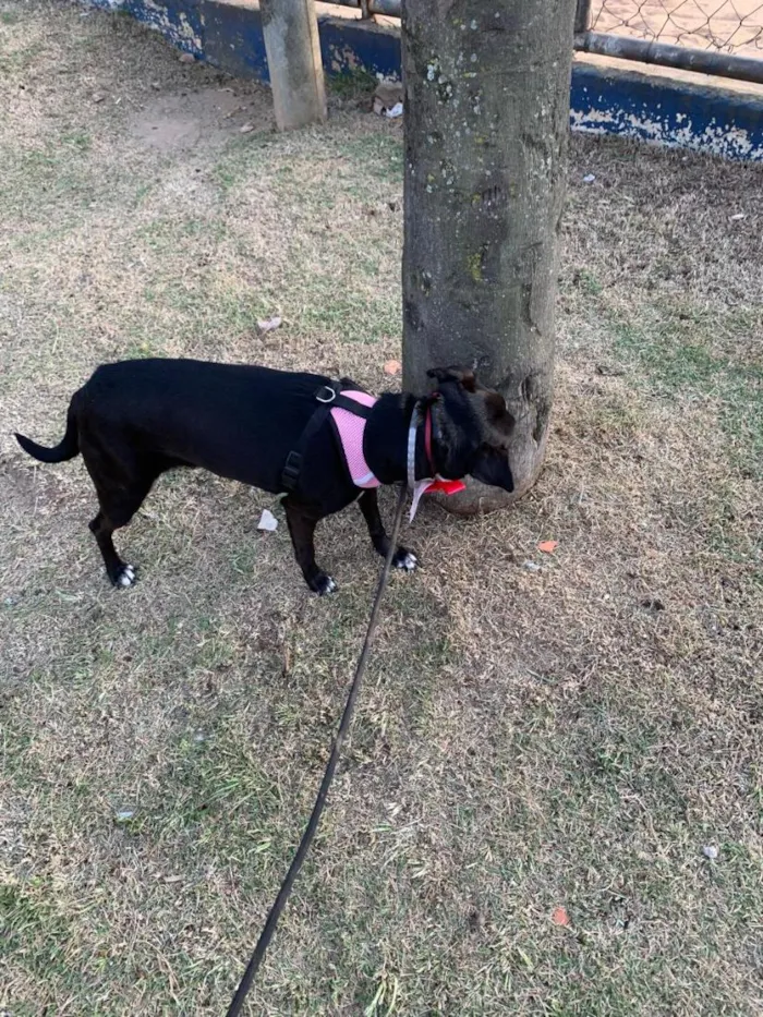 Cachorro raça SRD-ViraLata idade 6 ou mais anos nome Pretinha