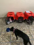 Pretinha