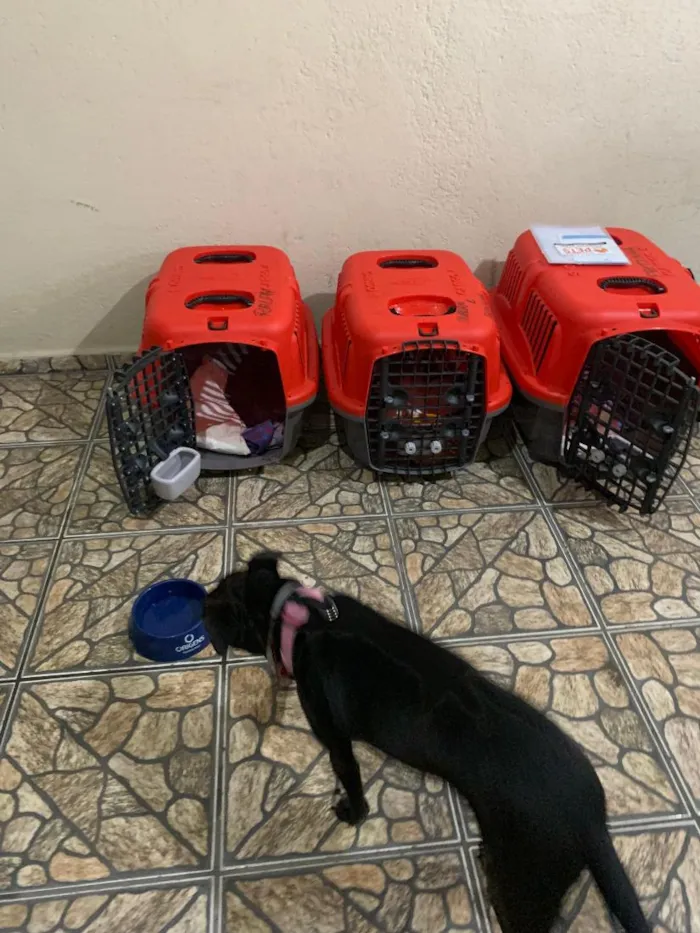 Cachorro raça SRD-ViraLata idade 6 ou mais anos nome Pretinha