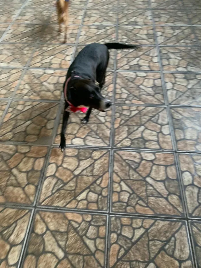 Cachorro raça SRD-ViraLata idade 6 ou mais anos nome Pretinha