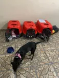 Pretinha