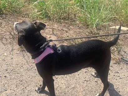 Cachorro raça SRD-ViraLata idade 6 ou mais anos nome Pretinha