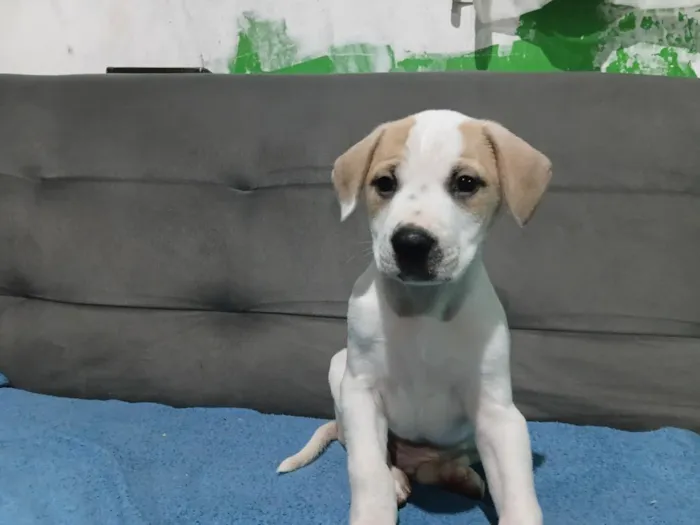 Cachorro raça SRD-ViraLata idade Abaixo de 2 meses nome Cookie 