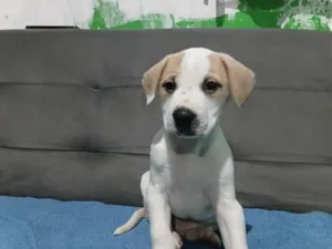 Cachorro raça SRD-ViraLata idade Abaixo de 2 meses nome Cookie 