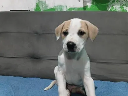 Cachorro raça SRD-ViraLata idade Abaixo de 2 meses nome Cookie 