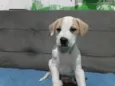 Cookie