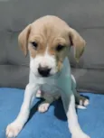 Cacau