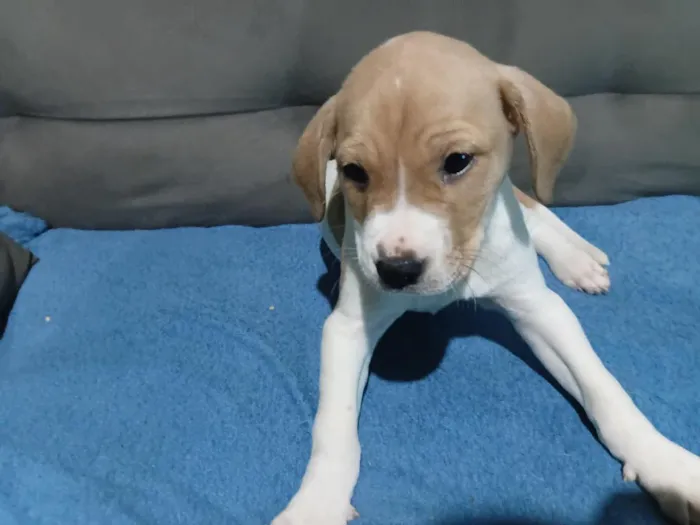 Cachorro raça SRD-ViraLata idade Abaixo de 2 meses nome Cacau 