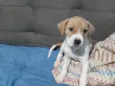 Cacau 