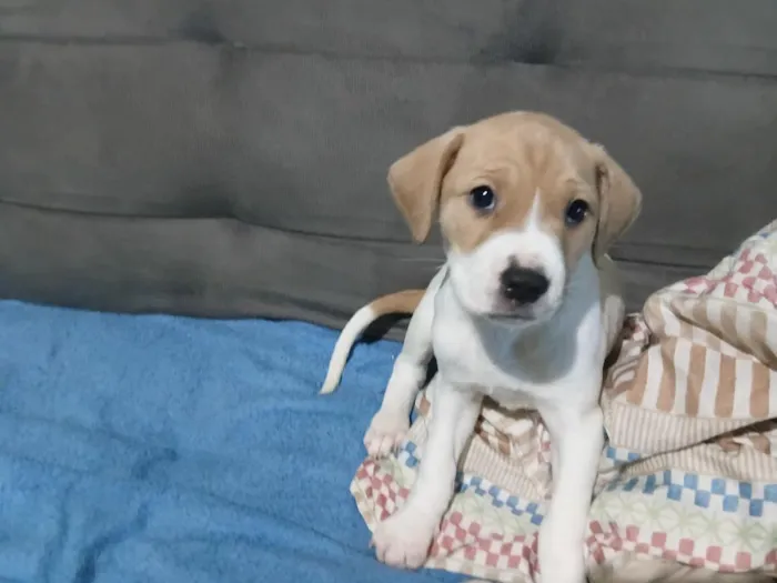 Cachorro raça SRD-ViraLata idade Abaixo de 2 meses nome Cacau 