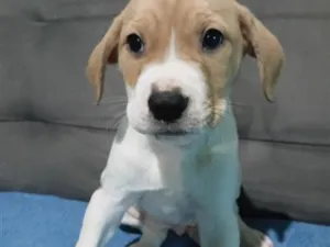 Cachorro raça SRD-ViraLata idade Abaixo de 2 meses nome Cacau 