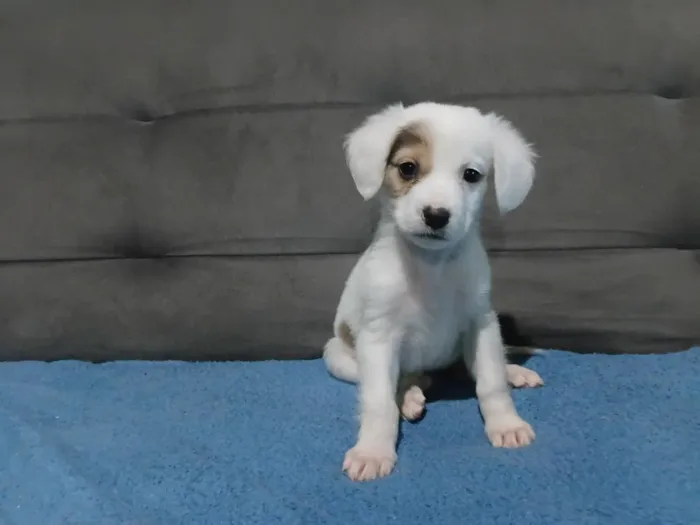 Cachorro raça SRD-ViraLata idade 1 ano nome Cocada