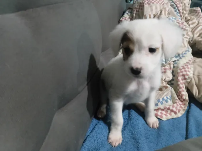 Cachorro raça SRD-ViraLata idade 1 ano nome Cocada