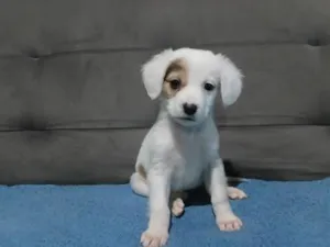 Cachorro raça SRD-ViraLata idade 1 ano nome Cocada