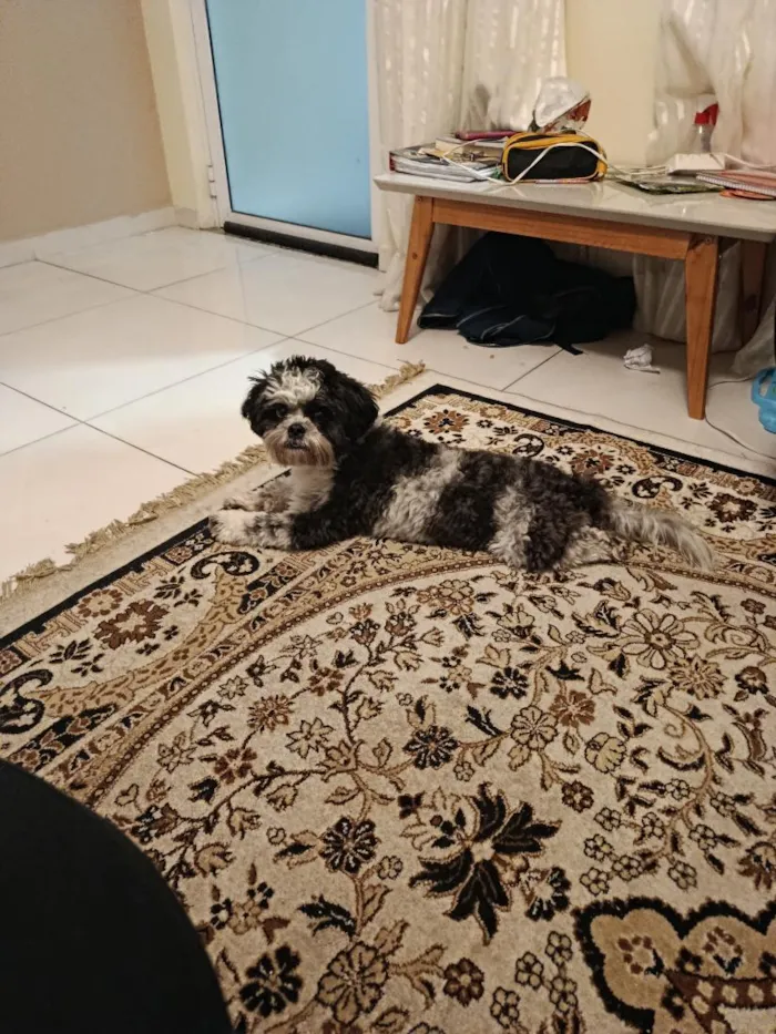 Cachorro raça Shitzu idade 2 anos nome Yoshiro Nagazaka