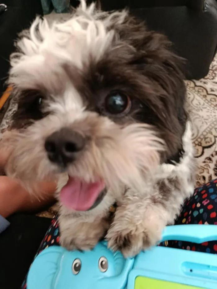 Cachorro raça Shitzu idade 2 anos nome Yoshiro Nagazaka