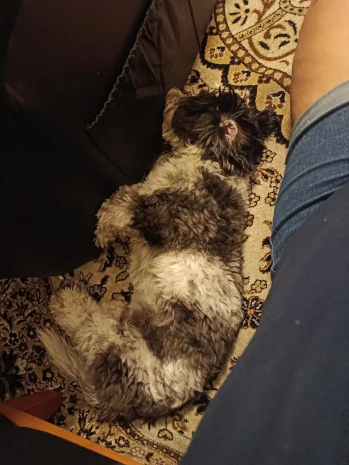 Cachorro raça Shitzu idade 2 anos nome Yoshiro Nagazaka