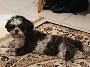 Cachorro raça Shitzu idade 2 anos nome Yoshiro Nagazaka