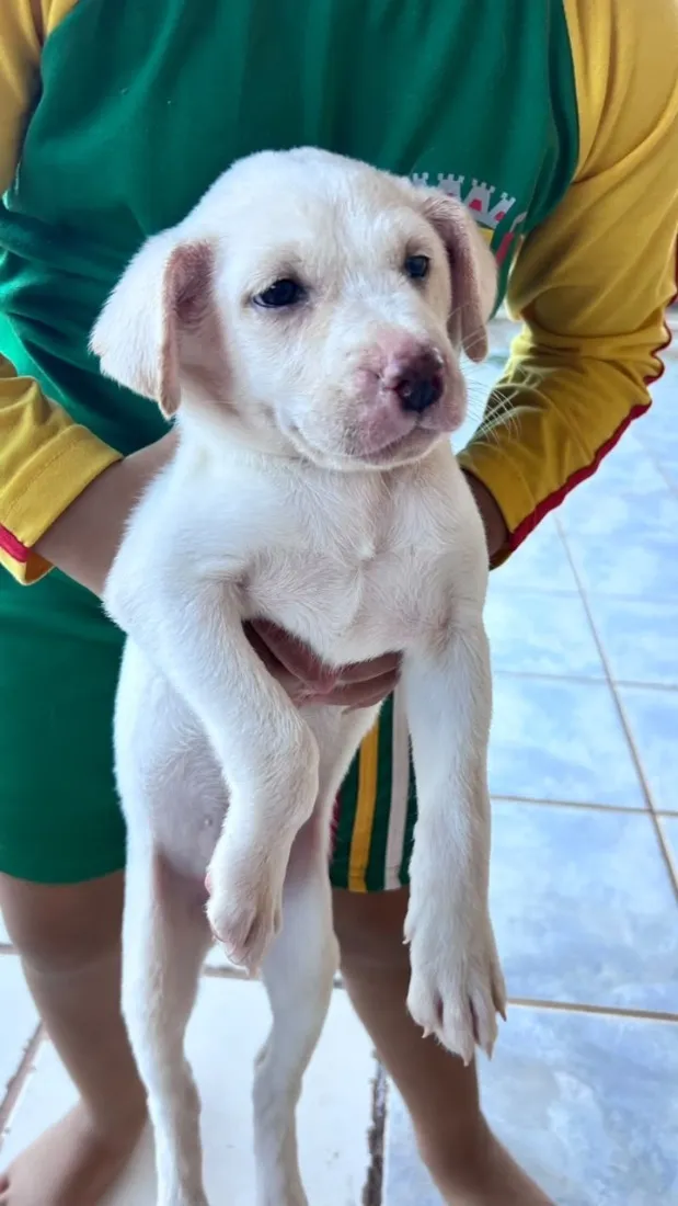 Cachorro raça SRD-ViraLata idade Abaixo de 2 meses nome Mike 