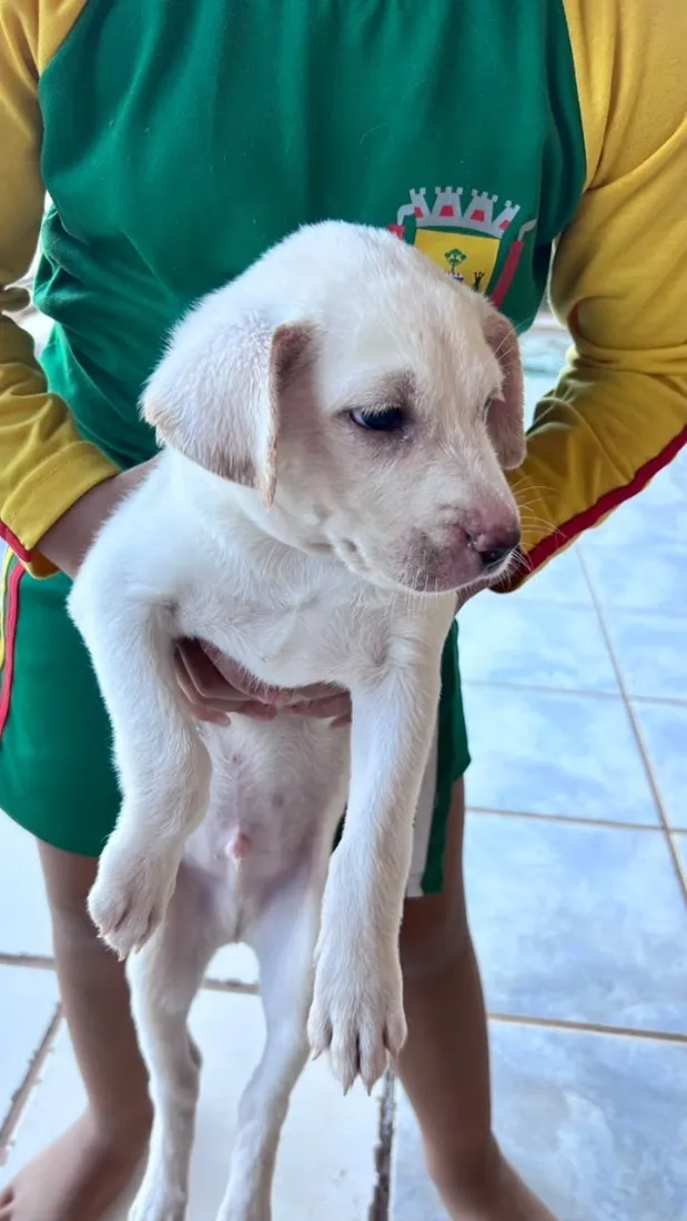 Cachorro raça SRD-ViraLata idade Abaixo de 2 meses nome Mike 