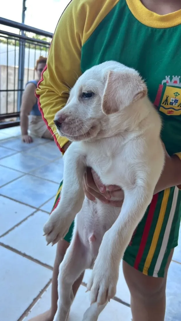 Cachorro raça SRD-ViraLata idade Abaixo de 2 meses nome Mike 