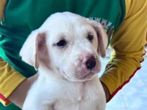 Cachorro raça SRD-ViraLata idade Abaixo de 2 meses nome Mike 