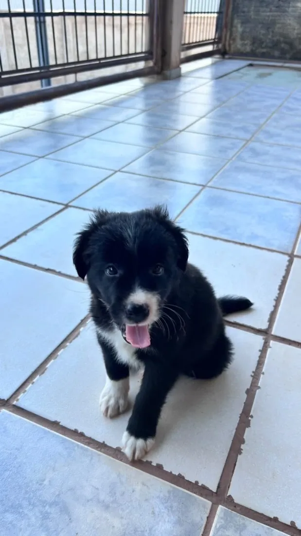 Cachorro raça SRD-ViraLata idade Abaixo de 2 meses nome Sem nome