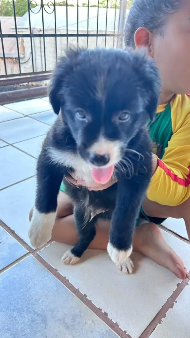 Cachorro raça SRD-ViraLata idade Abaixo de 2 meses nome Sem nome