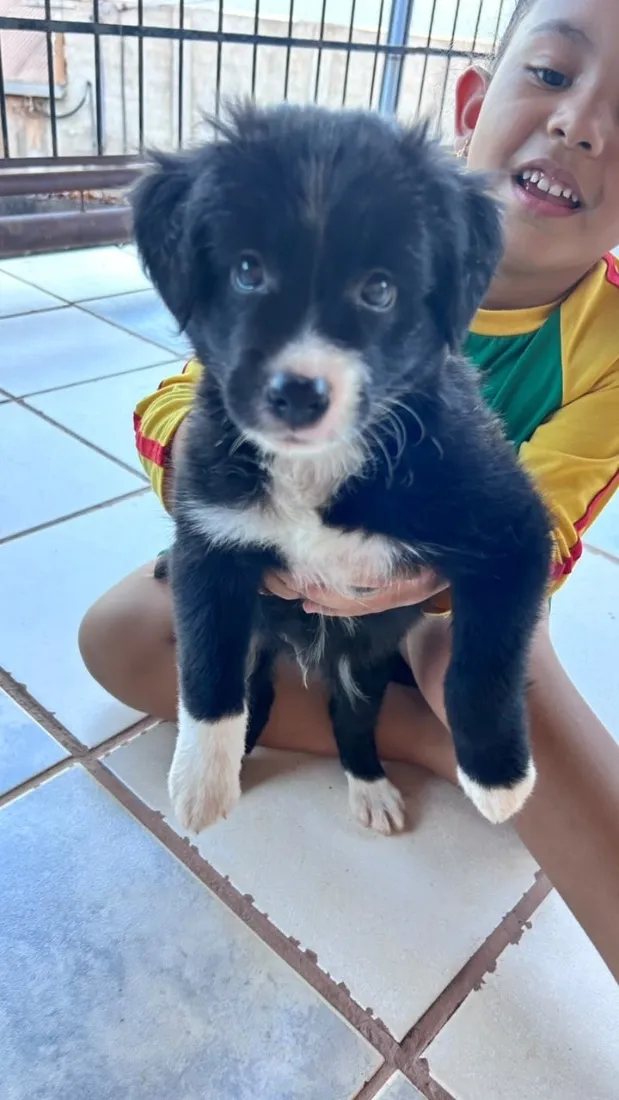 Cachorro raça SRD-ViraLata idade Abaixo de 2 meses nome Sem nome