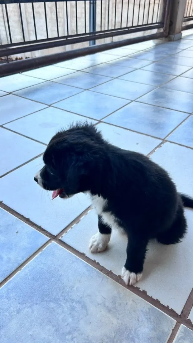 Cachorro raça SRD-ViraLata idade Abaixo de 2 meses nome Sem nome