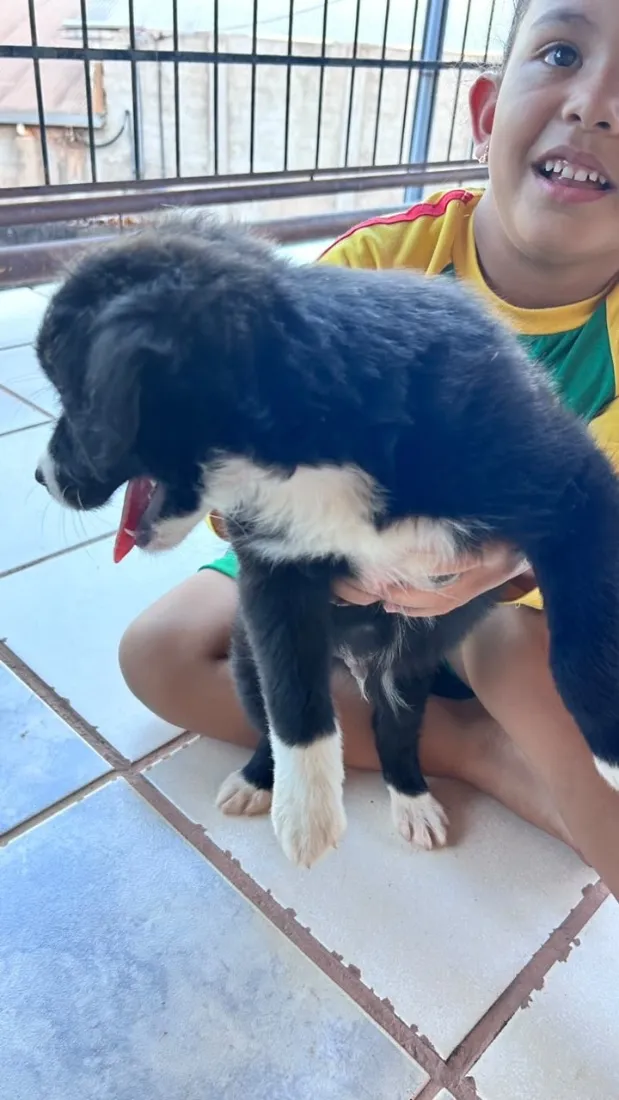 Cachorro raça SRD-ViraLata idade Abaixo de 2 meses nome Sem nome