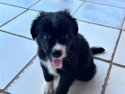 Cachorro raça SRD-ViraLata idade Abaixo de 2 meses nome Sem nome