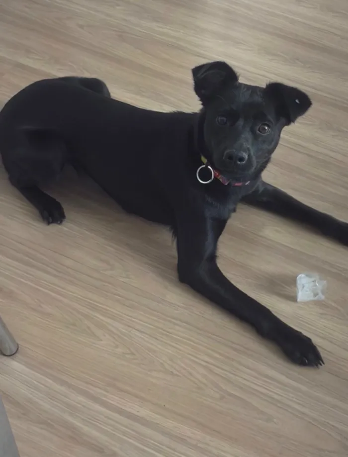 Cachorro raça SRD-ViraLata idade 7 a 11 meses nome Safira