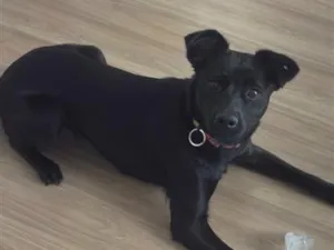 Cachorro raça SRD-ViraLata idade 7 a 11 meses nome Safira