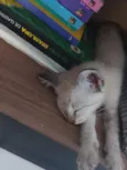 Gatinho...