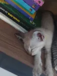 Gatinho...