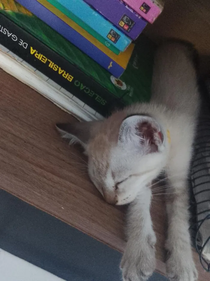 Gato raça Siamês idade 2 a 6 meses nome Gatinho...