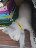 Gatinho...
