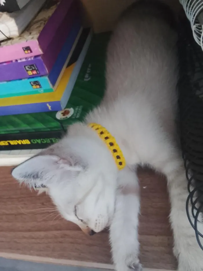Gato raça Siamês idade 2 a 6 meses nome Gatinho...