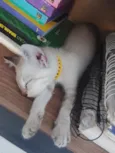Gatinho...