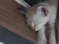 Gatinho...